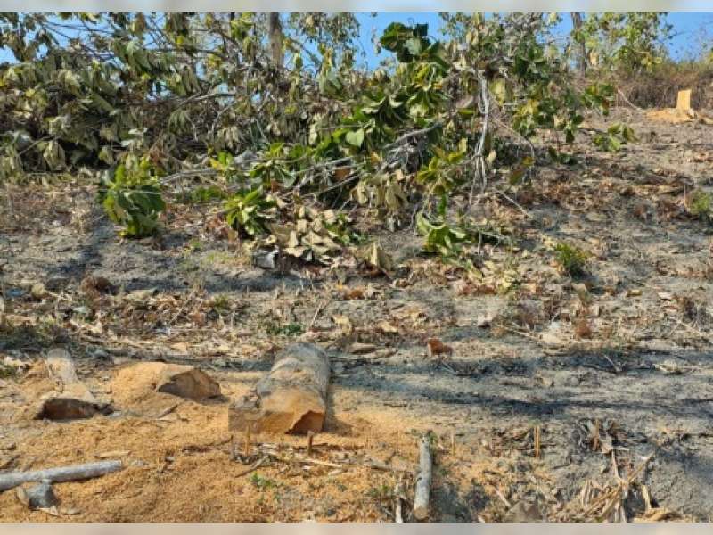 Puluhan Pohon Jati Hilang Ditebang, Perhutani KPH Bojonegoro Sanksi Nonjob Dua Petugas