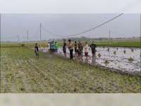 Tersengat Listrik Jebakan Tikus di Sawah, 2 Perempuan di Kasiman, Bojonegoro Meninggal