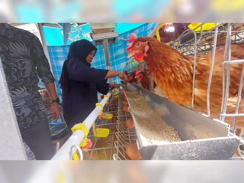 Gayatri Bojonegoro Dorong Pendapatan Harian 5.400 KPM dari Beternak Ayam Petelur