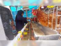 Gayatri Bojonegoro Dorong Pendapatan Harian 5.400 KPM dari Beternak Ayam Petelur
